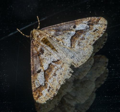 Erannis defoliaria